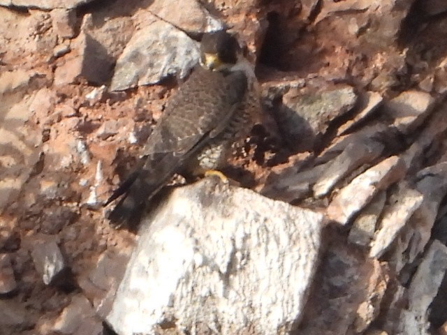 Halcón Peregrino - ML646930310