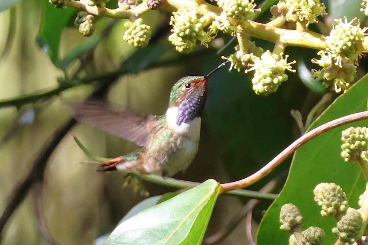 Volcano Hummingbird - ML646930312