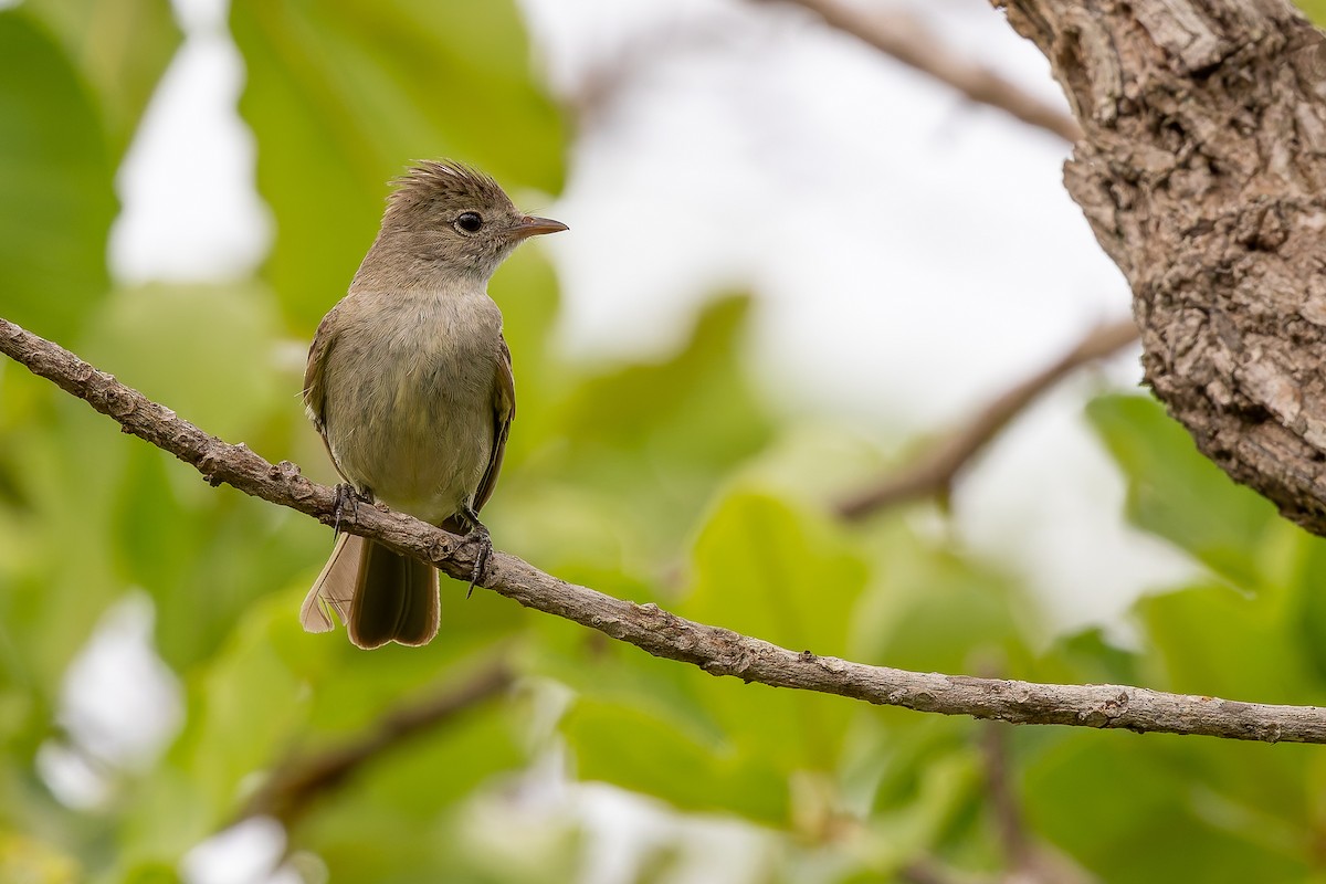 Grauwangen-Olivtyrann - ML646930313