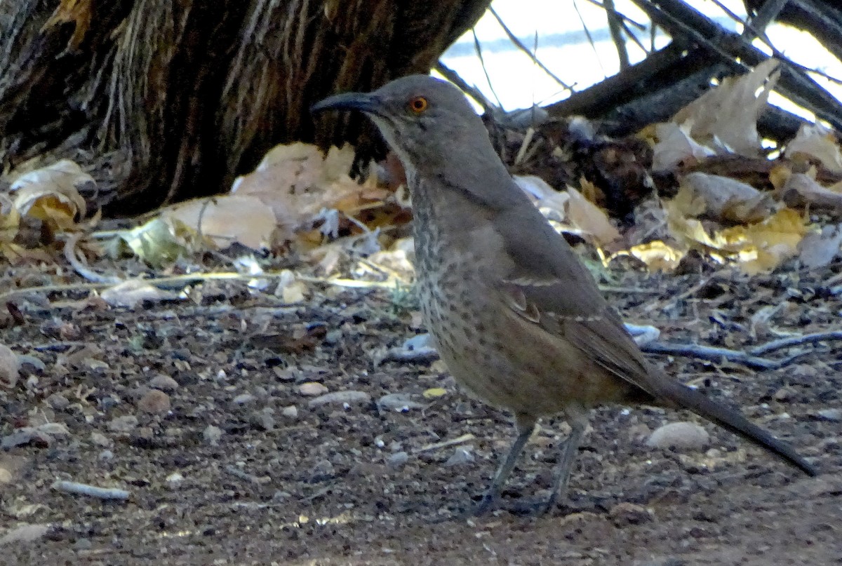 Curve-billed Thrasher - ML646930315
