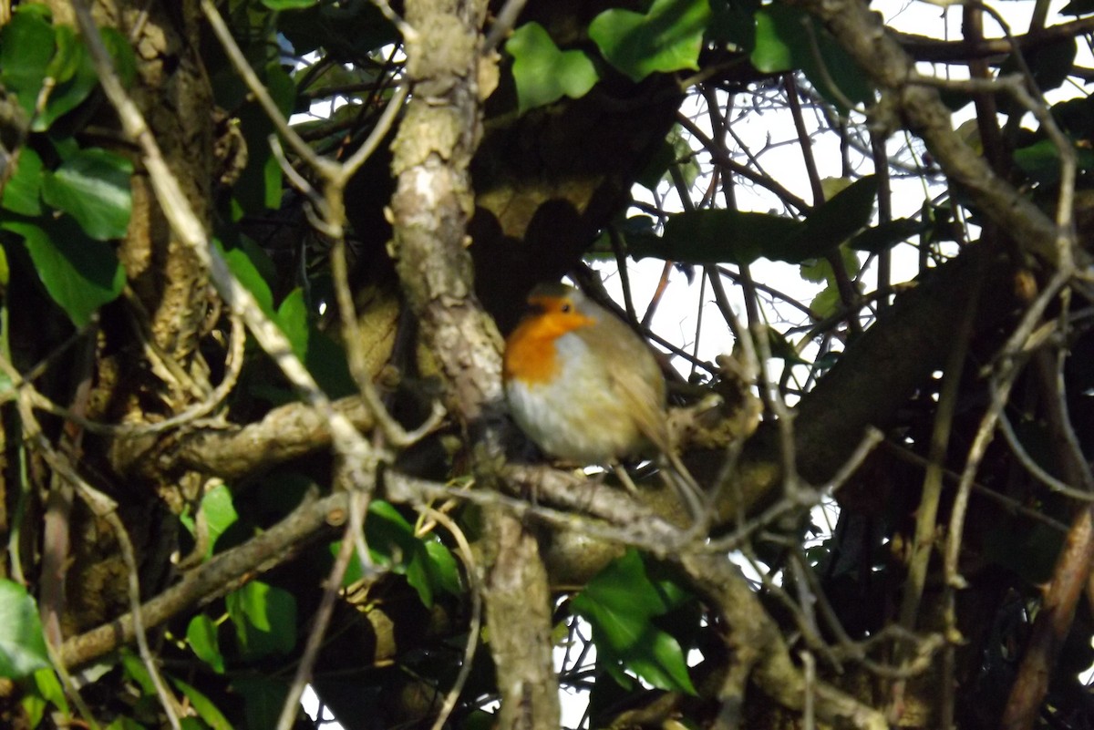 červenka obecná - ML646930316