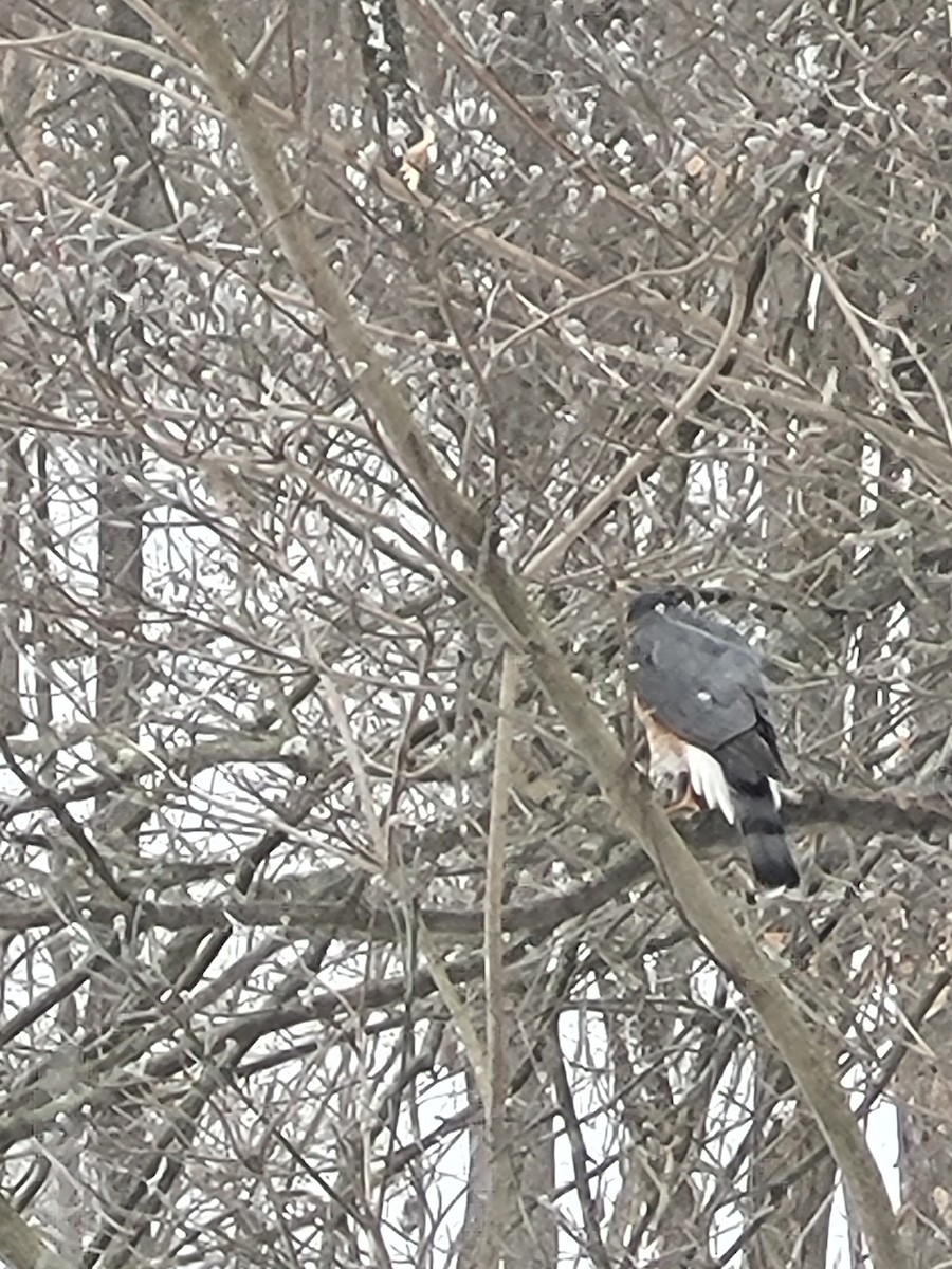 Sharp-shinned Hawk - ML646930319