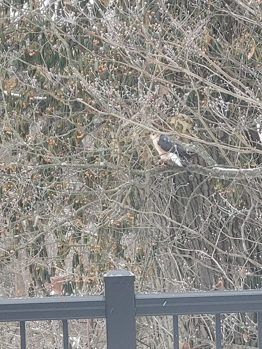 Sharp-shinned Hawk - ML646930320