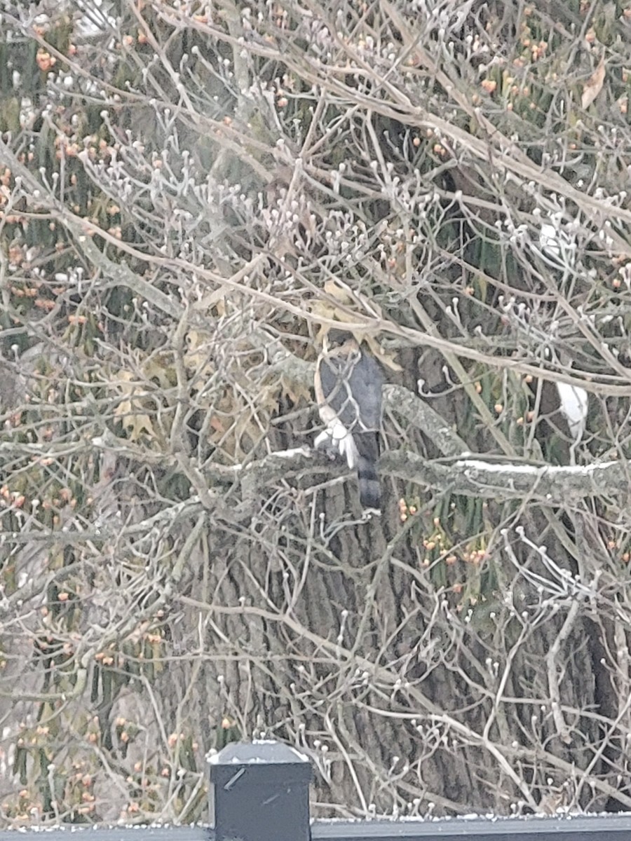 Sharp-shinned Hawk - ML646930321