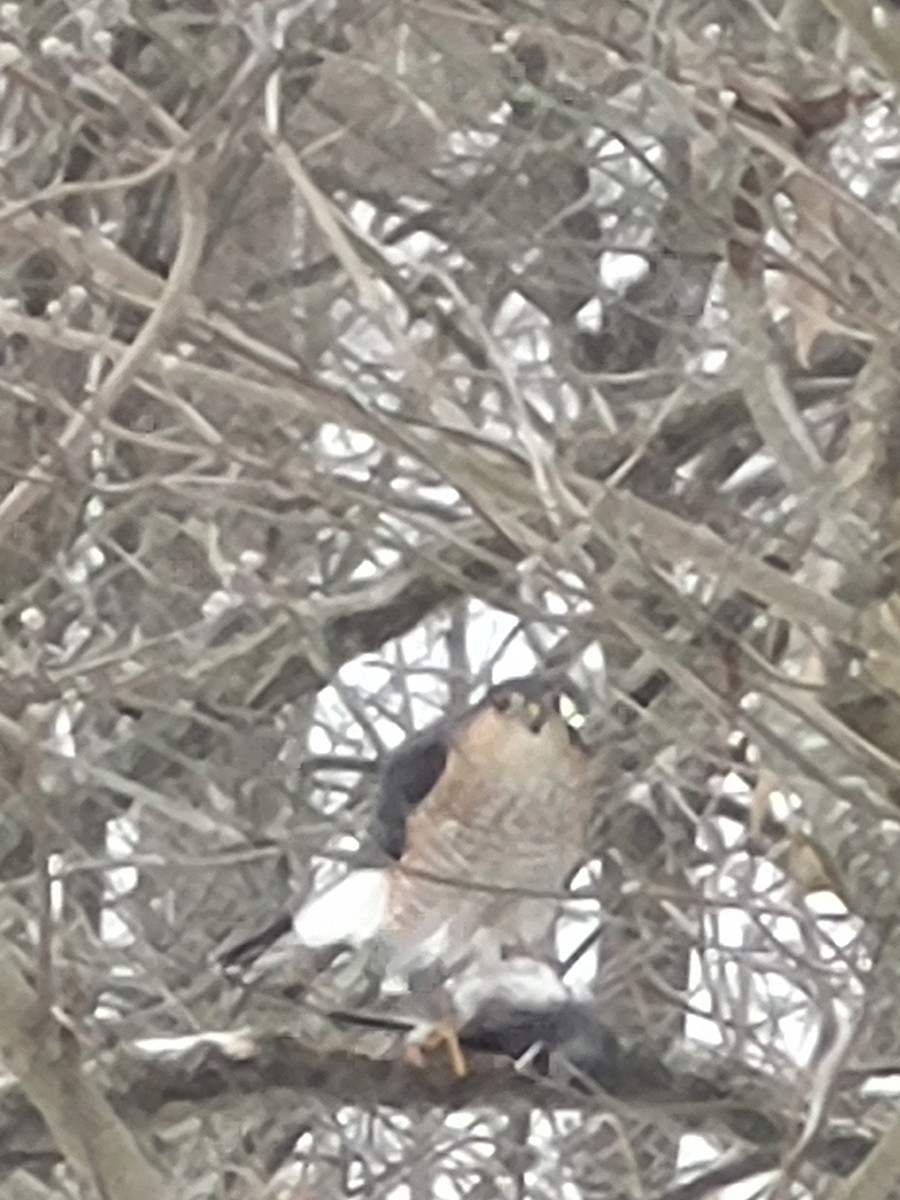 Sharp-shinned Hawk - ML646930322