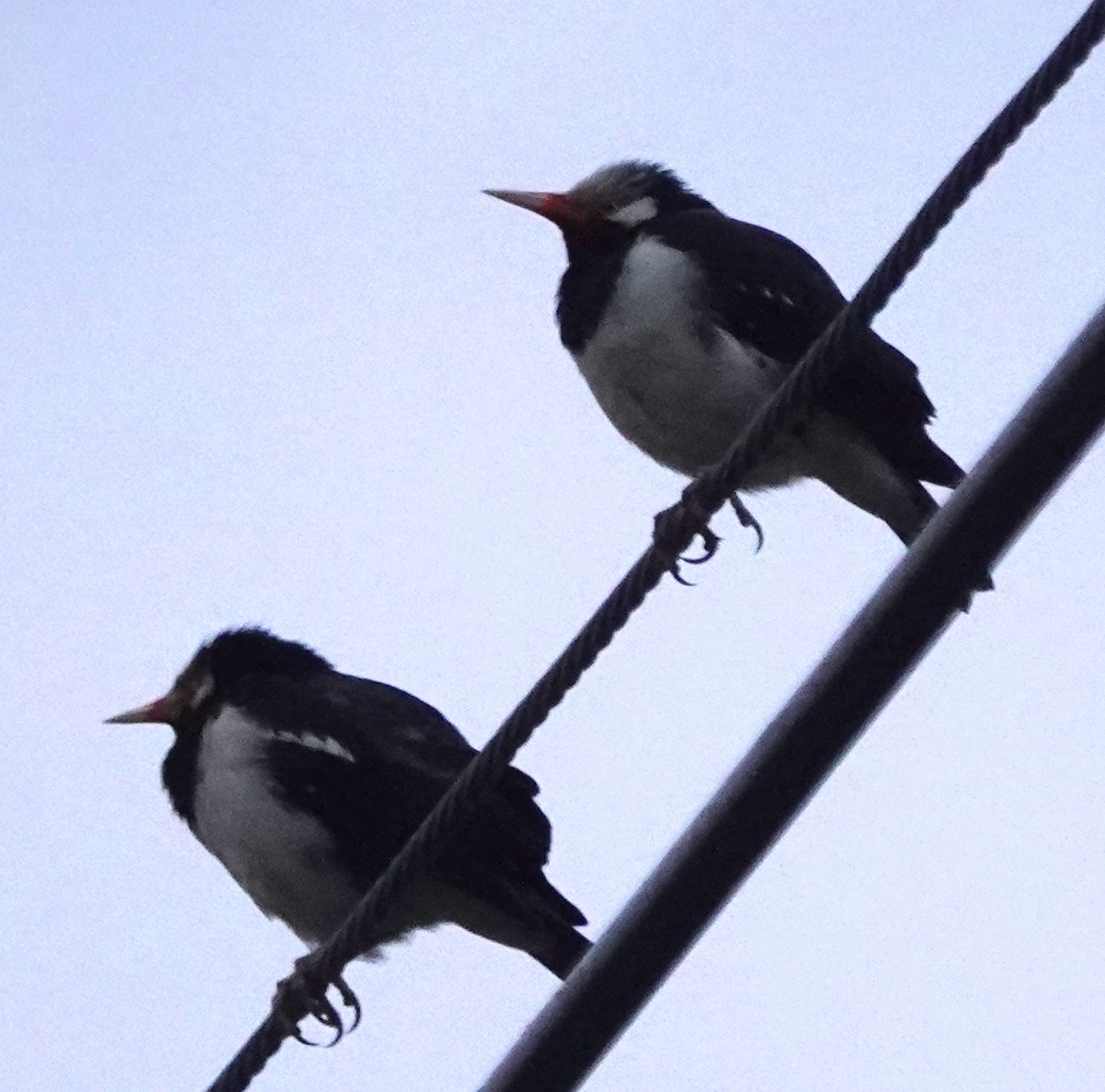 Siamese Pied Starling - ML646930328