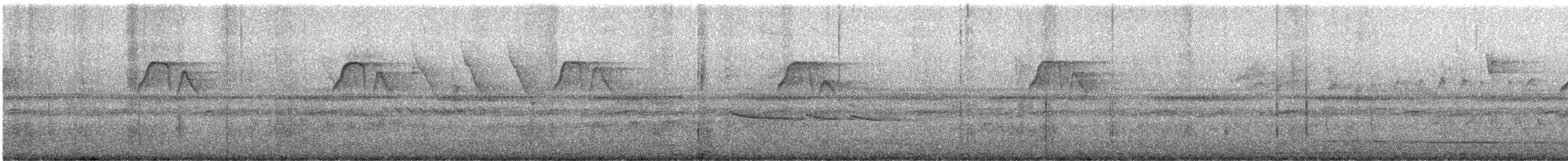 White-fronted Tyrannulet - ML646930330