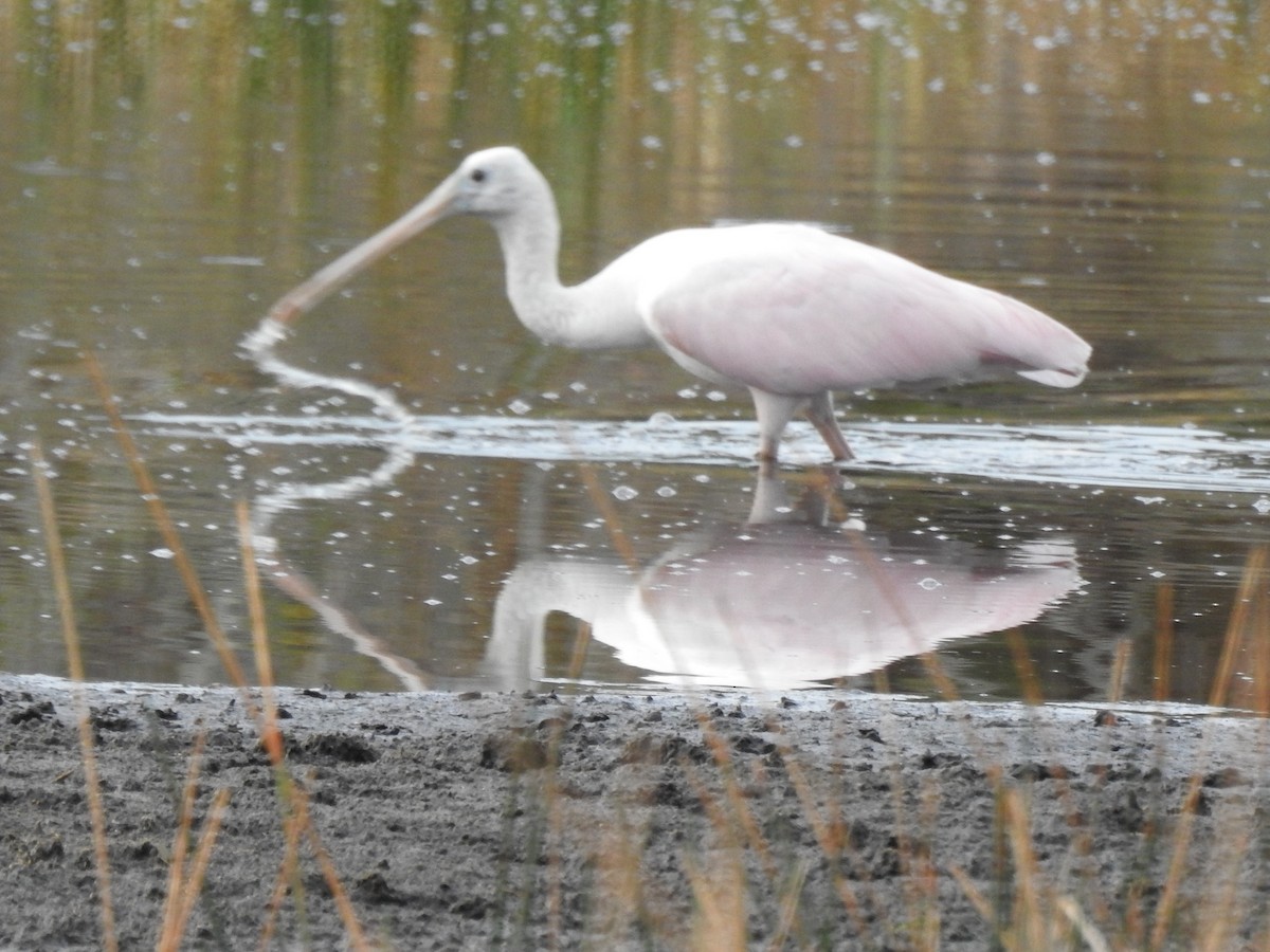 ベニヘラサギ - ML646930332