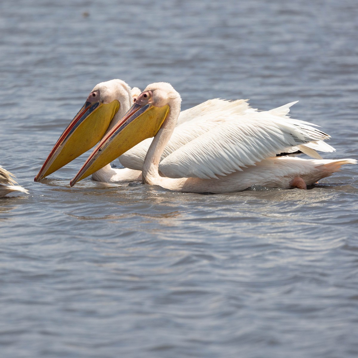 Розовый пеликан - ML646930334