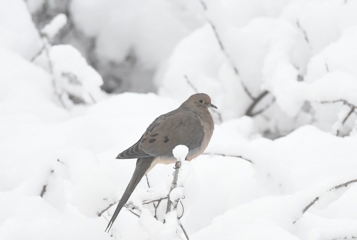 sørgedue - ML646930335