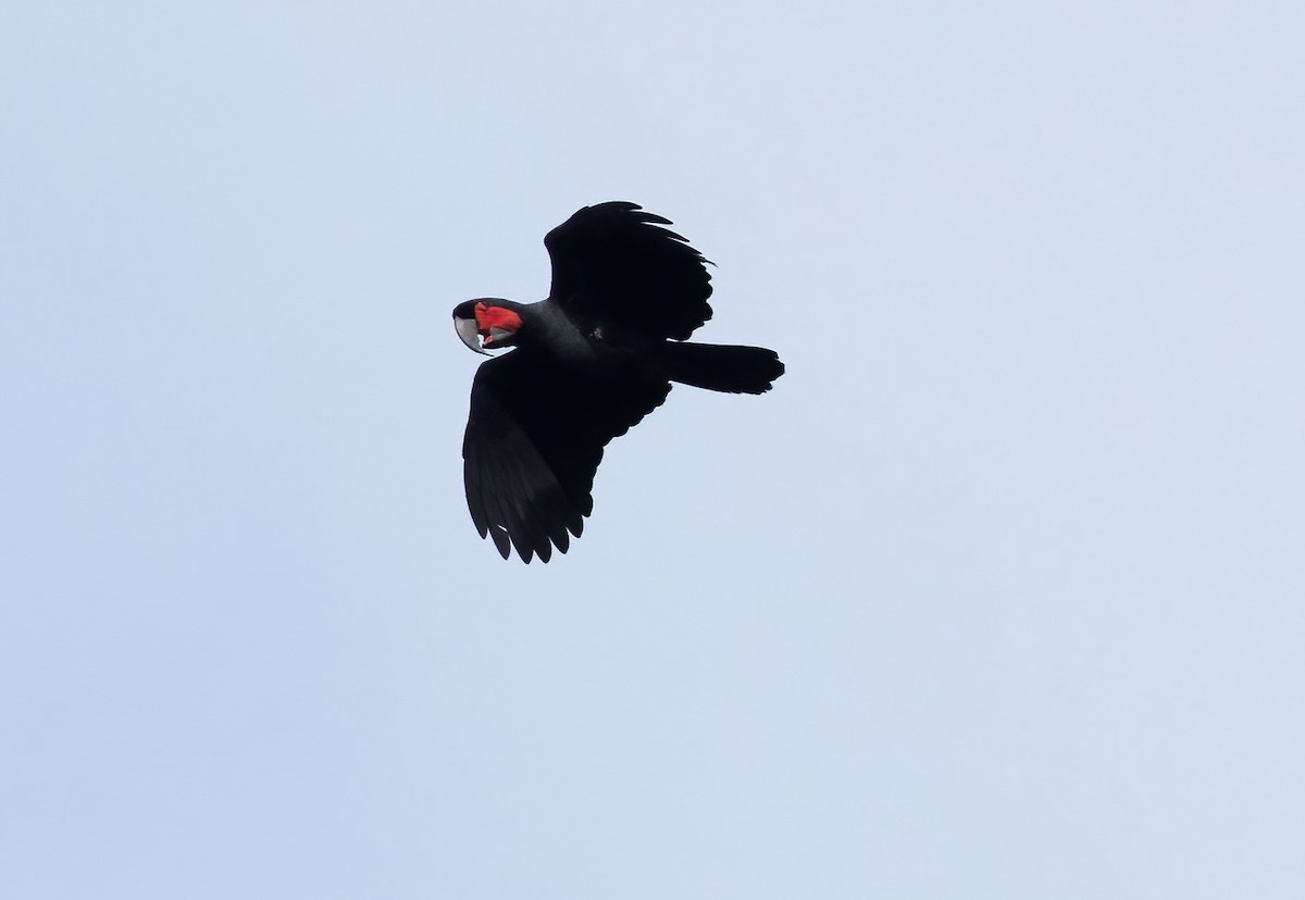 Palmiye Kakadusu - ML646930340