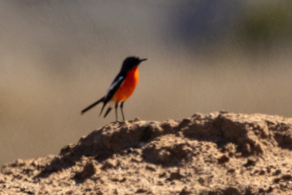 Flame Robin - ML646930344