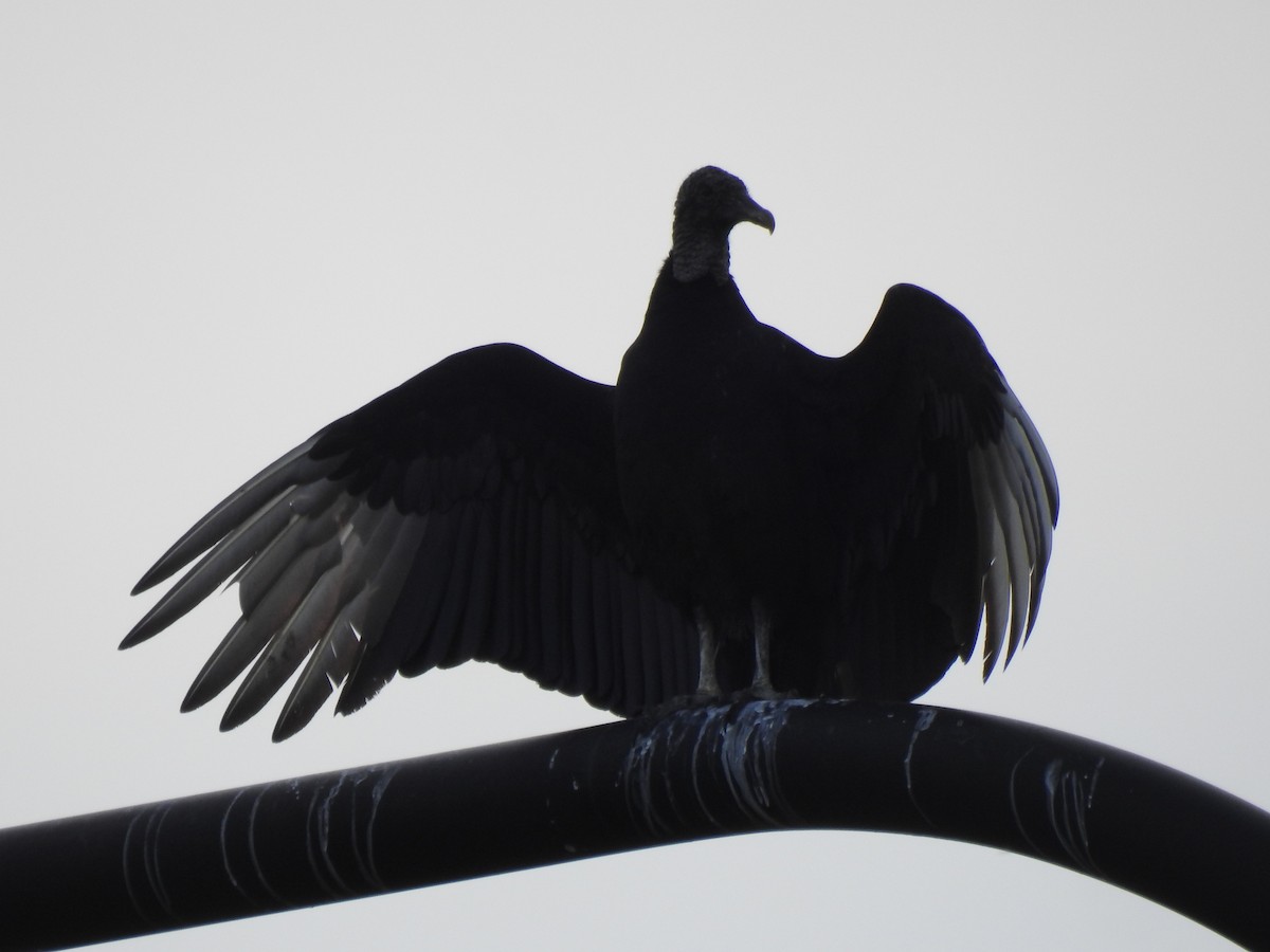 クロコンドル - ML646930349