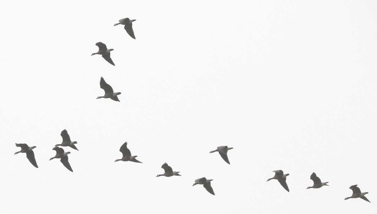 小加拿大雁 - ML646930352