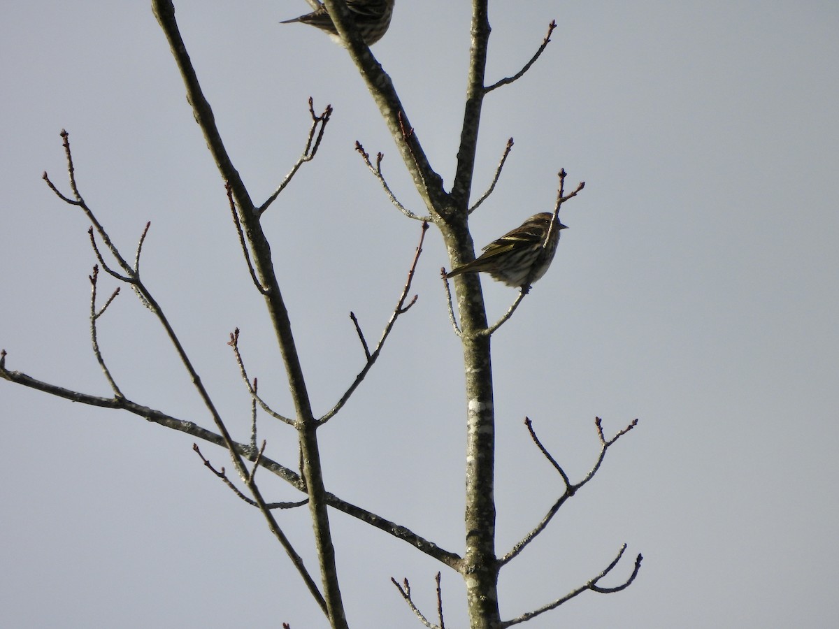 čížek severoamerický - ML646930355