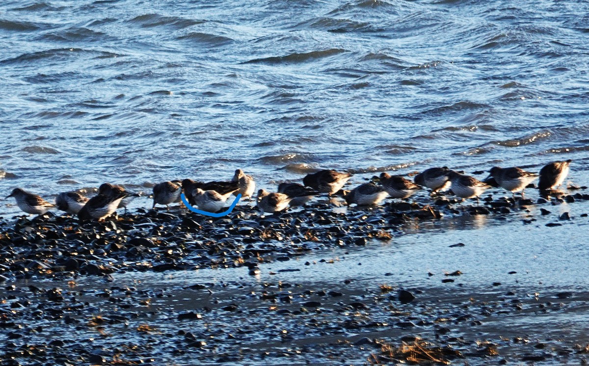 ハマシギ - ML646930356