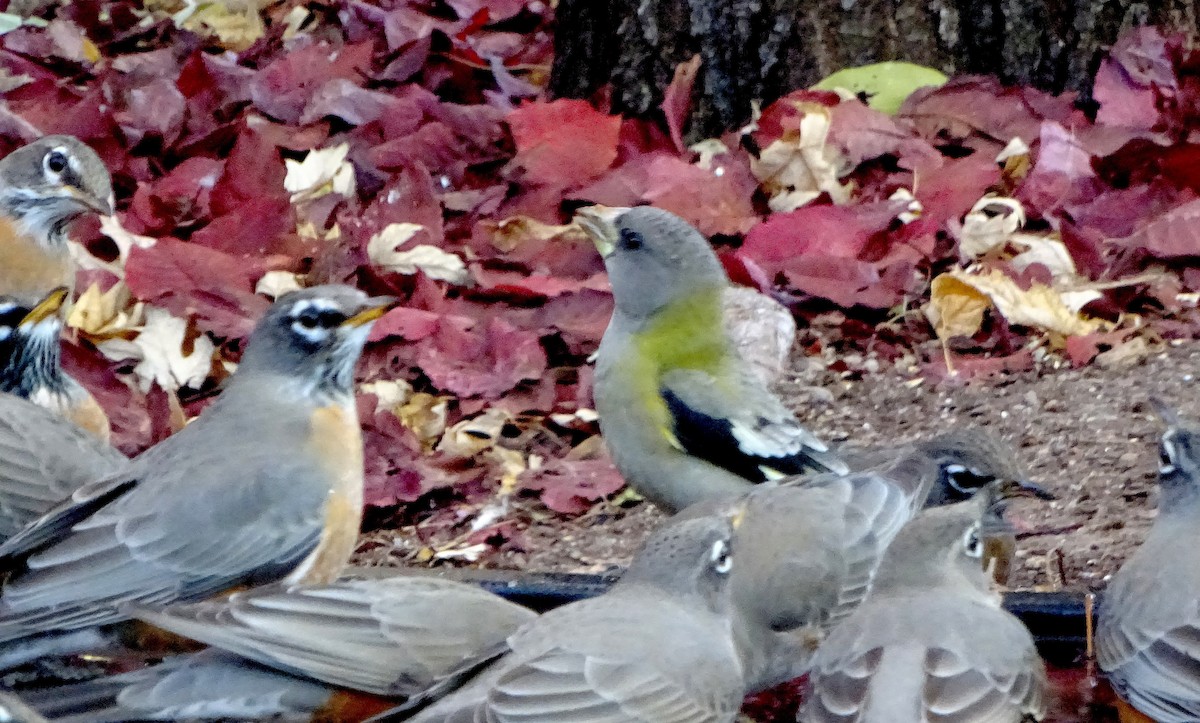 Evening Grosbeak - ML646930357