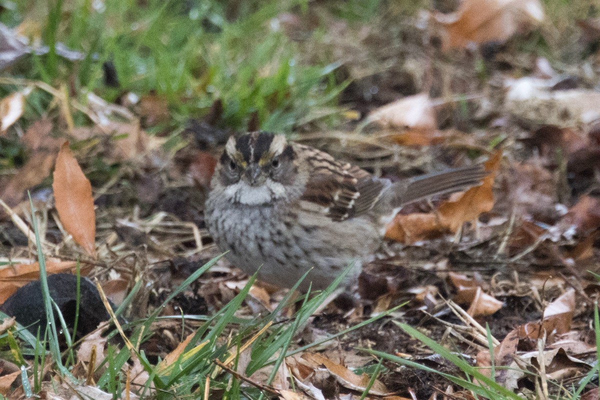 Bruant à gorge blanche - ML646930362
