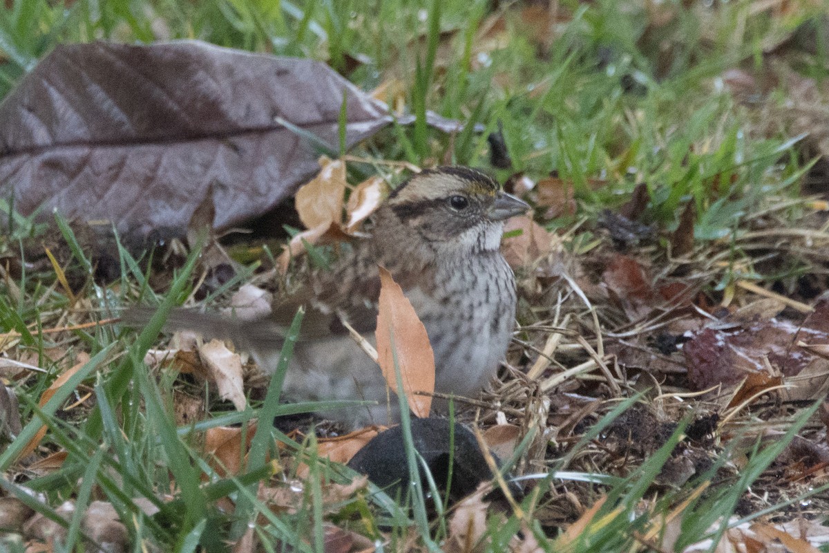 Bruant à gorge blanche - ML646930363