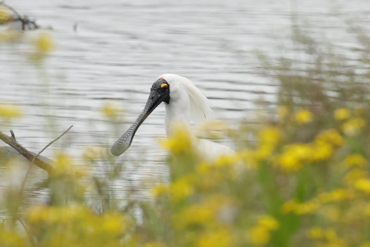 Royal Spoonbill - ML646930367