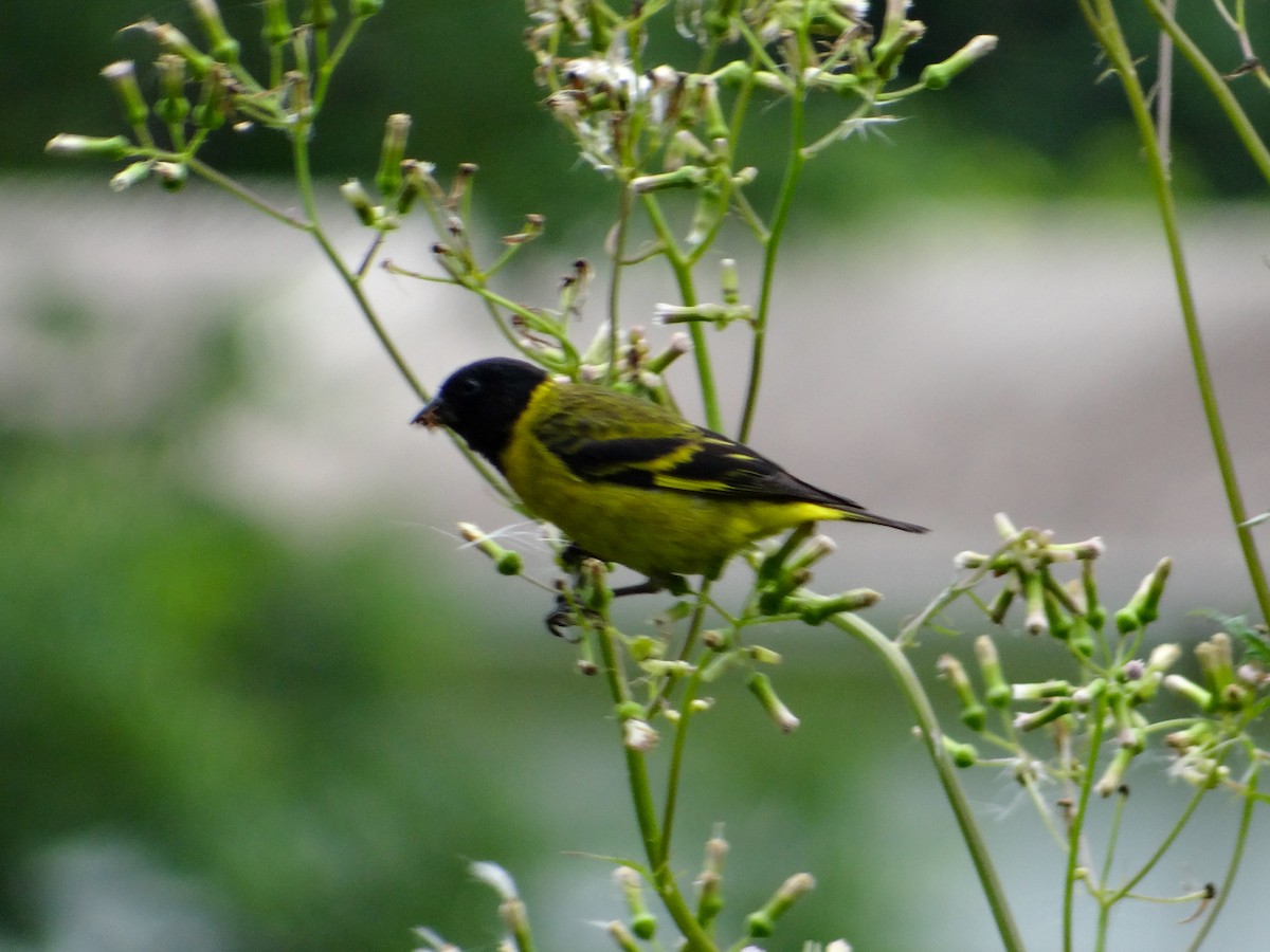 Hooded Siskin - ML646930378