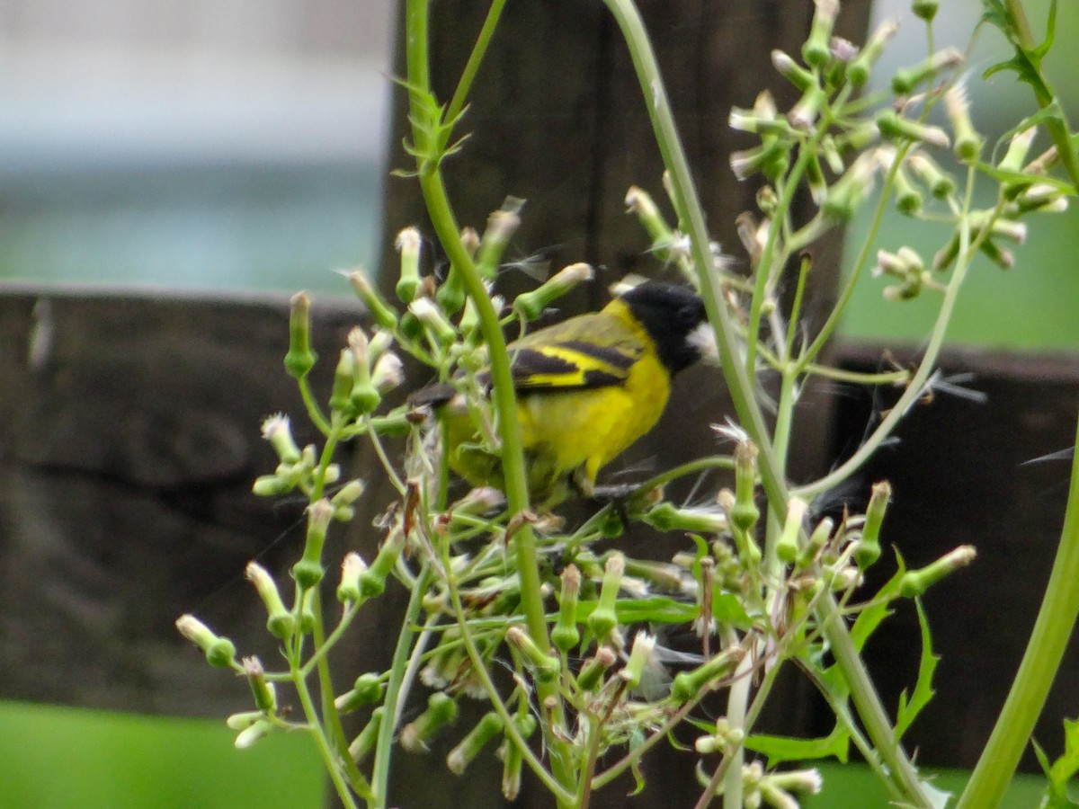 Hooded Siskin - ML646930381