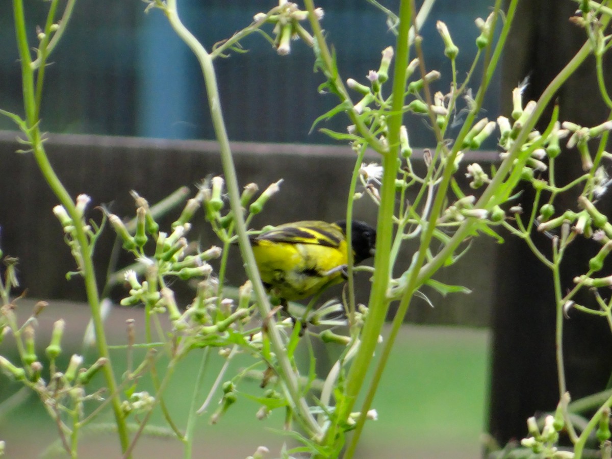 Hooded Siskin - ML646930382