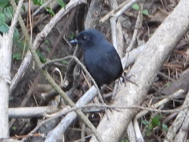 Churrín Negruzco - ML646930383