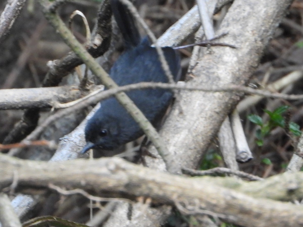 Churrín Negruzco - ML646930384