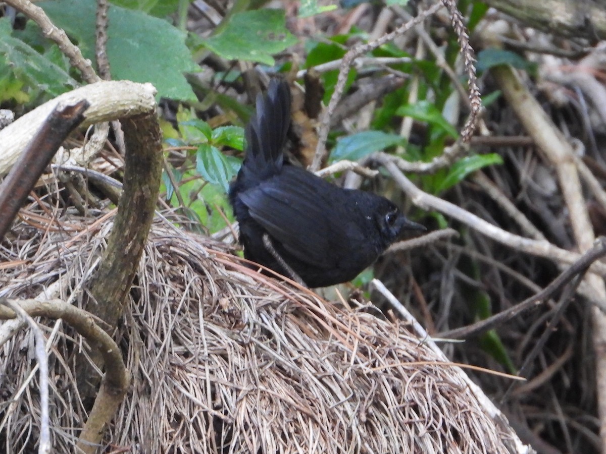 Churrín Negruzco - ML646930385
