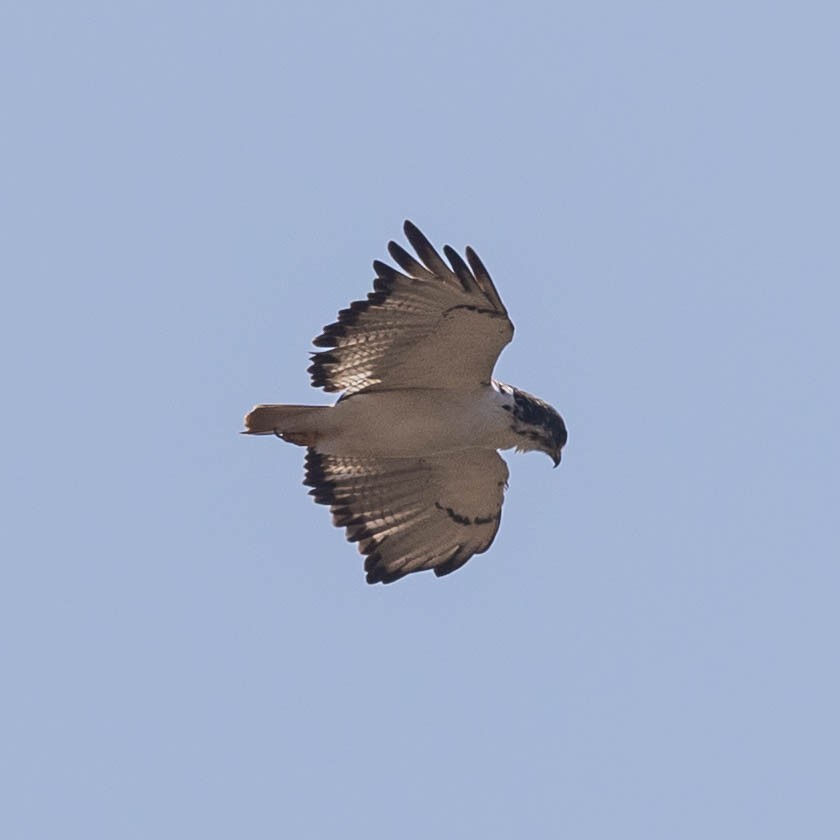 Augurbussard - ML646930386