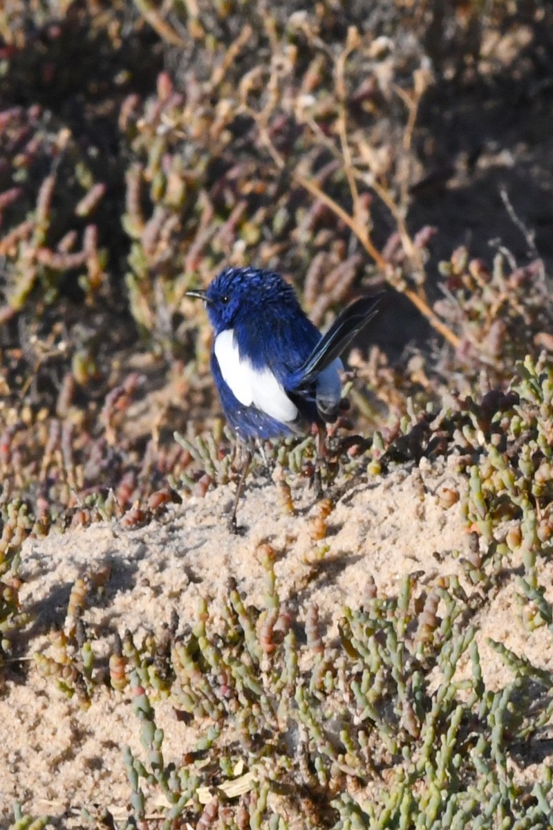 White-winged Fairywren - ML646930392