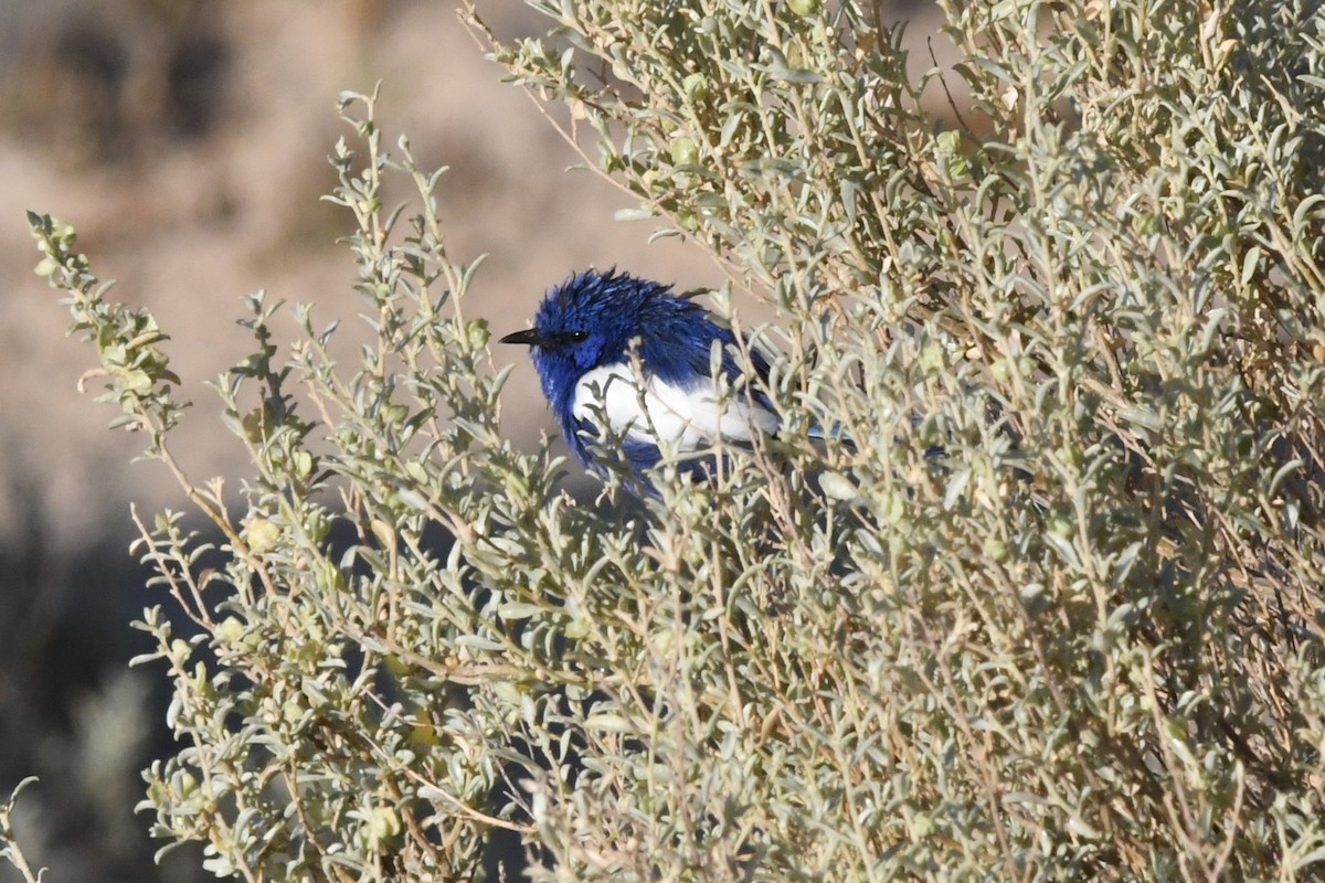 White-winged Fairywren - ML646930393
