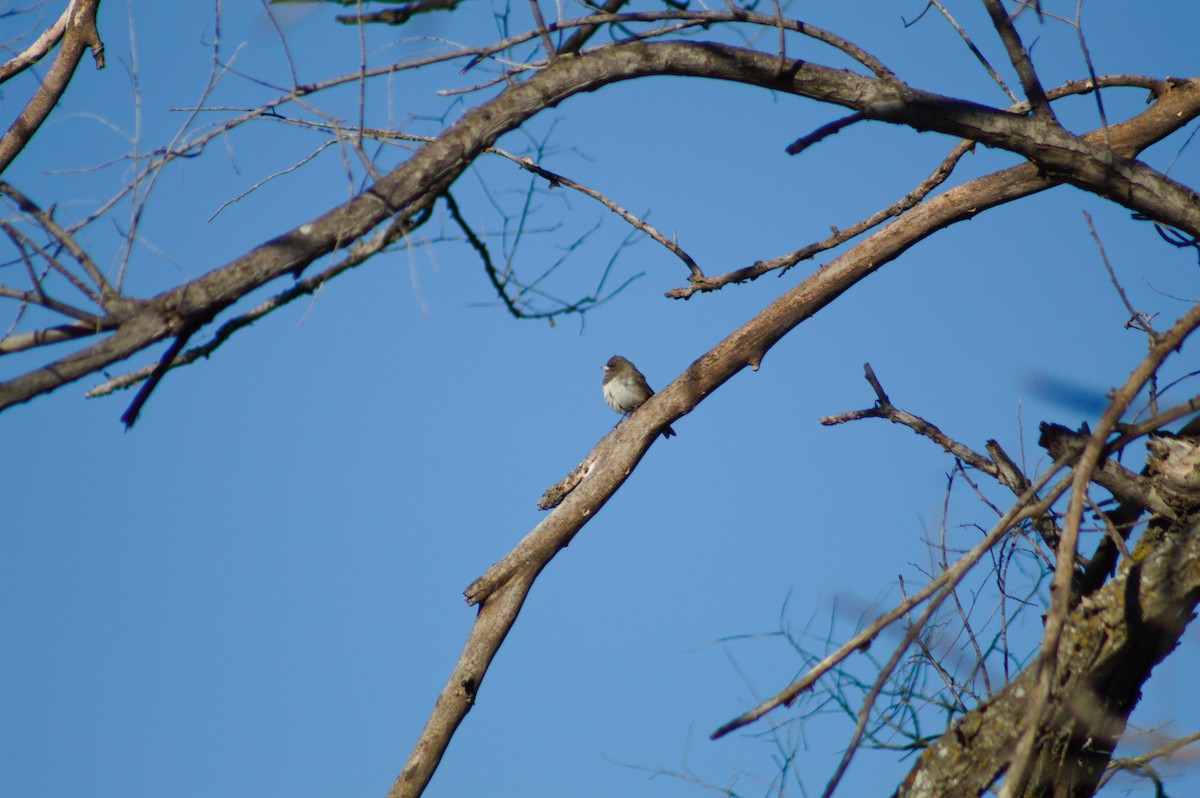 vinterjunko - ML646930395