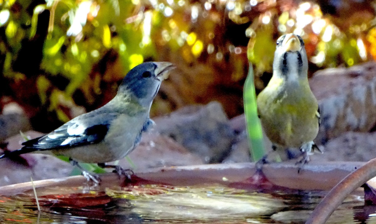 Evening Grosbeak - ML646930396