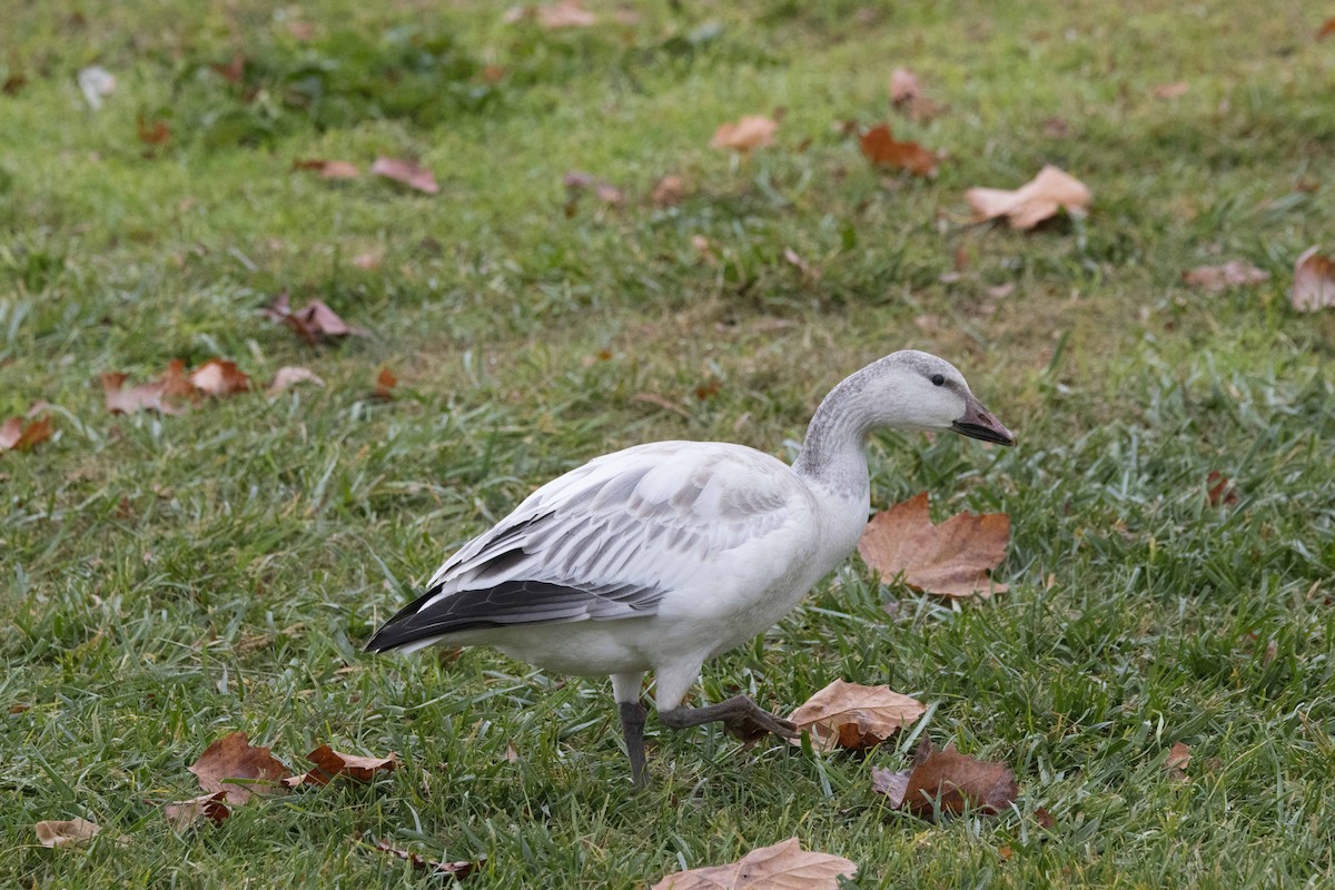 Oie des neiges - ML646930397