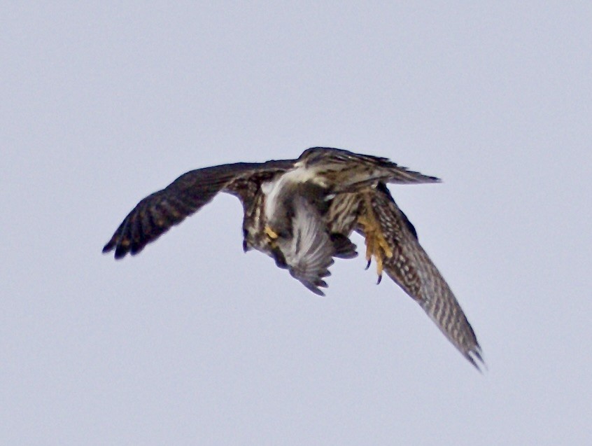 Merlin - ML646930398