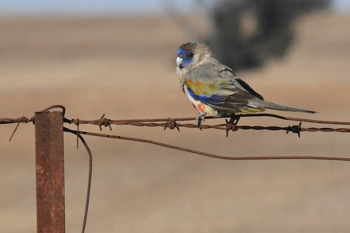 Greater Bluebonnet - ML646930402