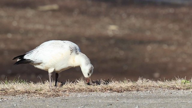 ハクガン／ヒメハクガン - ML646930404