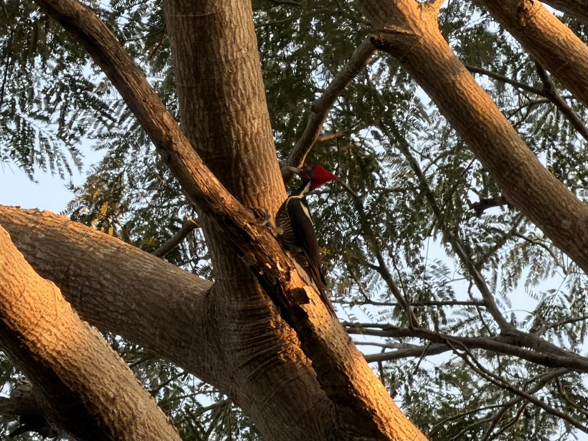 stripesvartspett - ML646930406