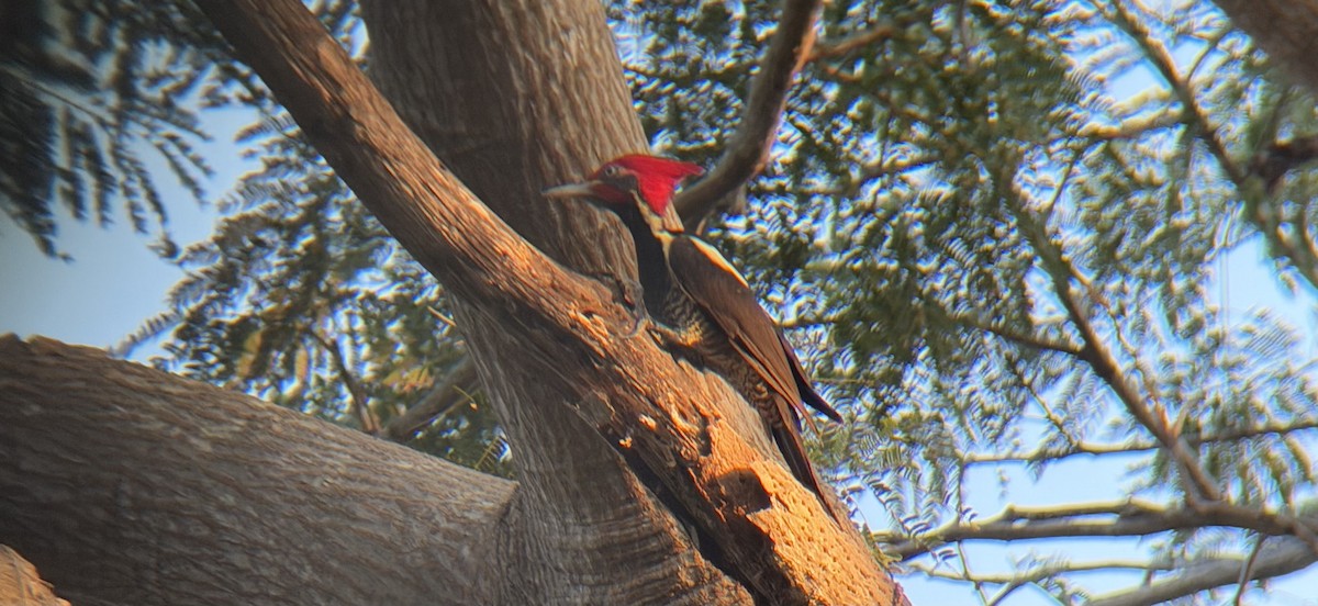 stripesvartspett - ML646930408