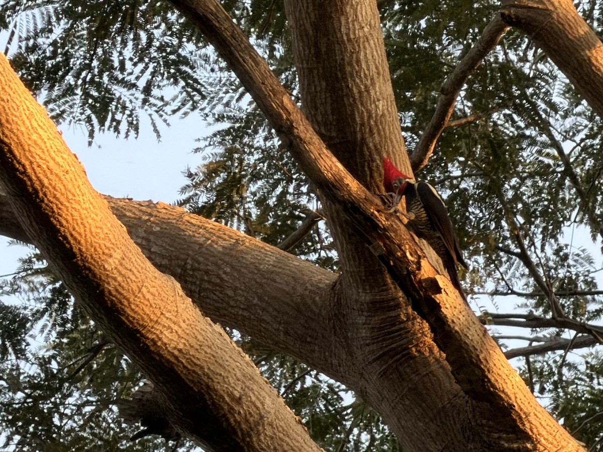 stripesvartspett - ML646930409