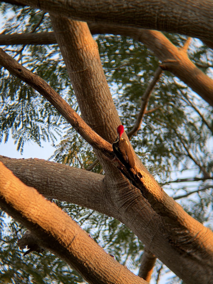 stripesvartspett - ML646930411