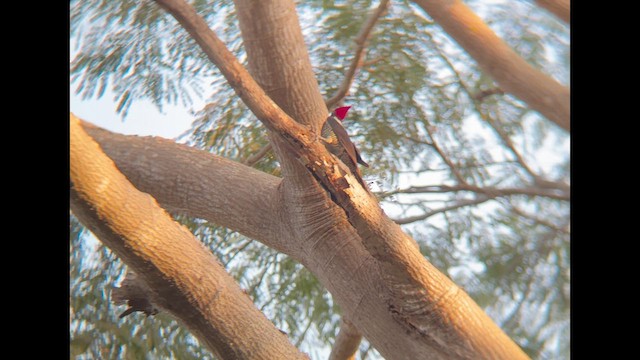 stripesvartspett - ML646930412