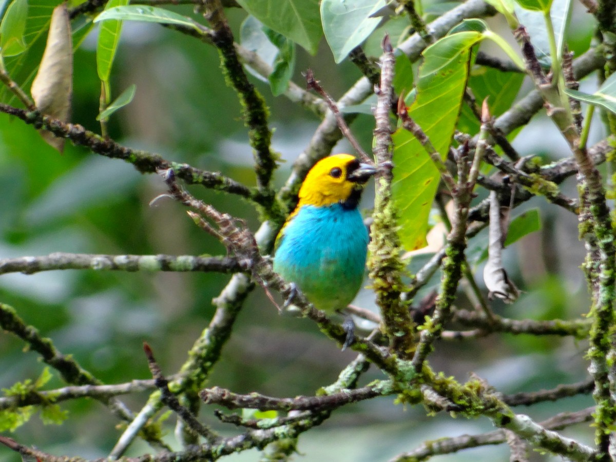 gullsnittanagar - ML646930413