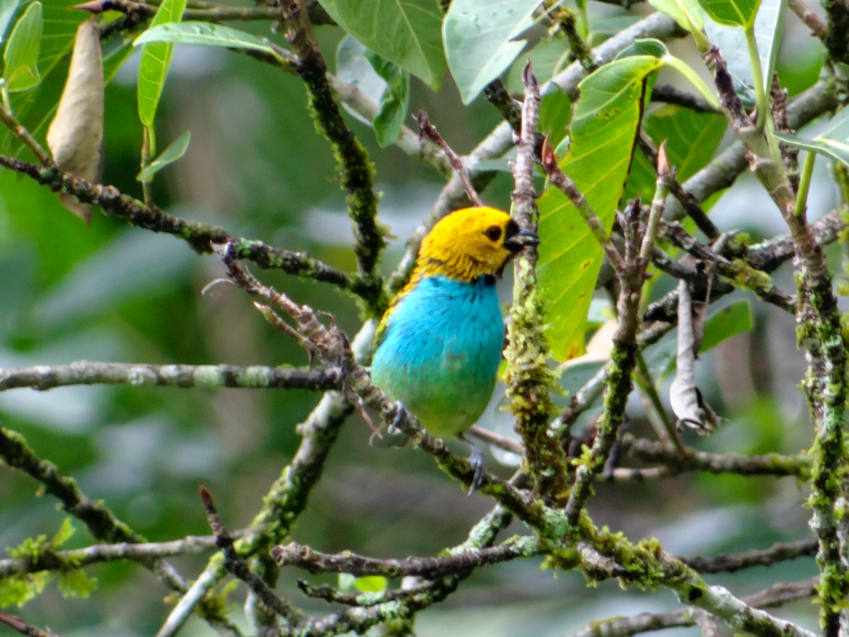 gullsnittanagar - ML646930414