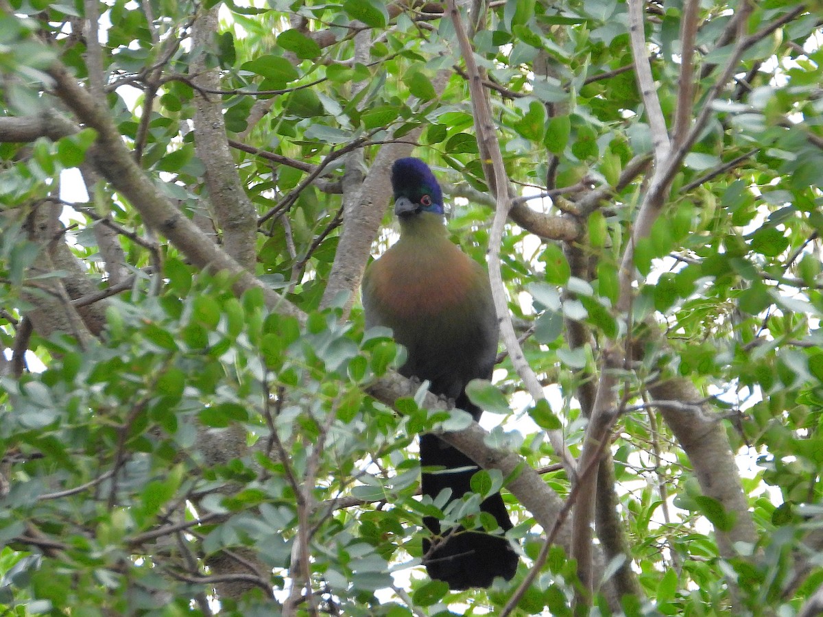 purpurkroneturako - ML646930416