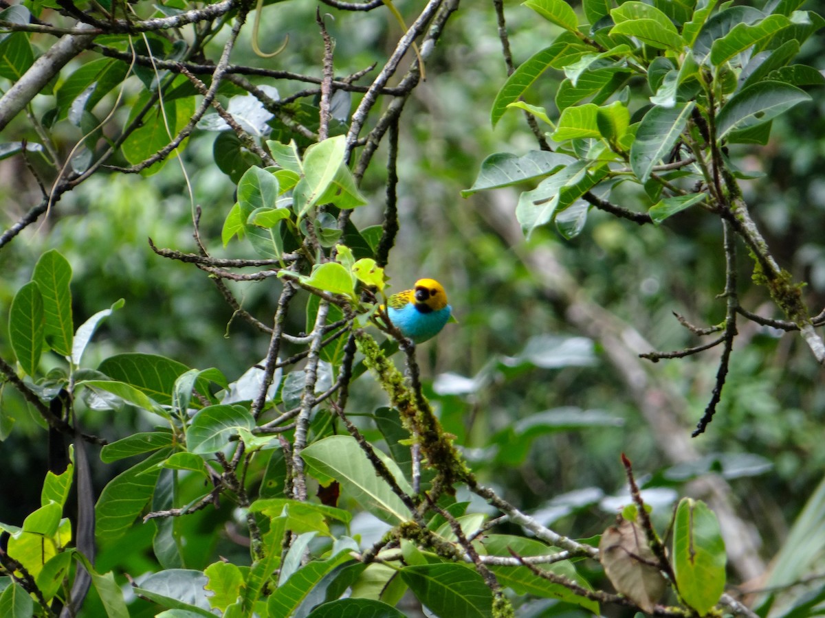 gullsnittanagar - ML646930417