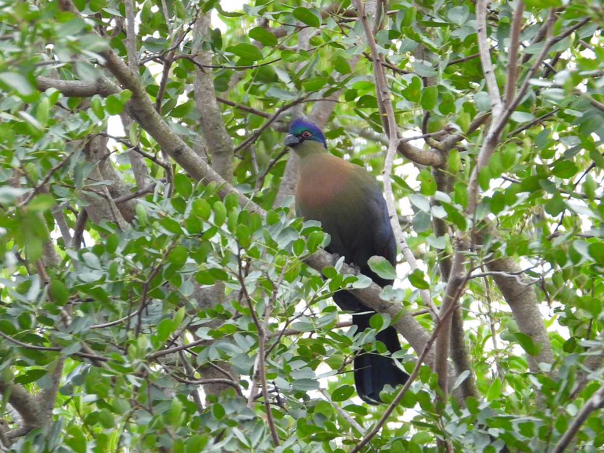 purpurkroneturako - ML646930418