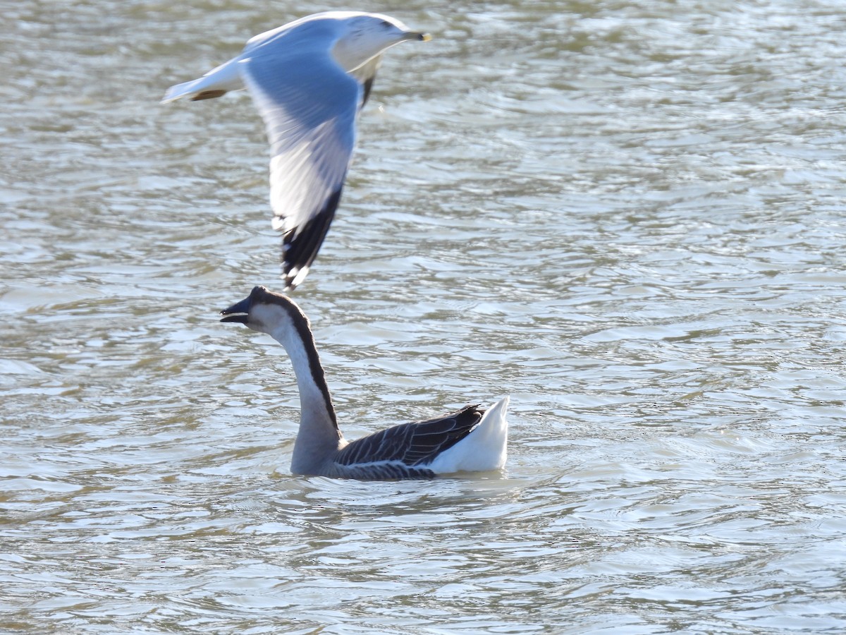 Ánsar Cisnal (variedad doméstica) - ML646930419